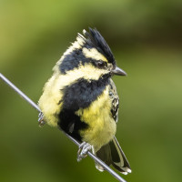 Indian Yellow Tit